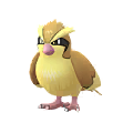 Pidgey