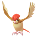Pidgeotto