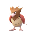 Spearow
