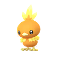 Torchic
