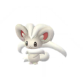 Cinccino